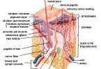 Human Skin Diagram