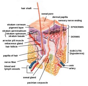 Human Skin Diagram