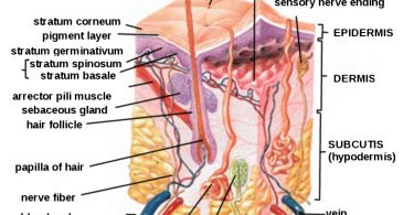 Human Skin Diagram