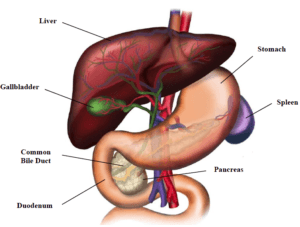 pancreas